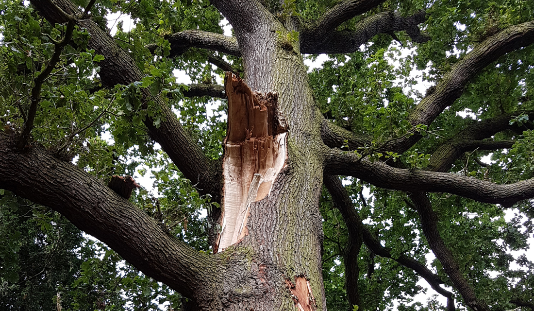 tree-damage1